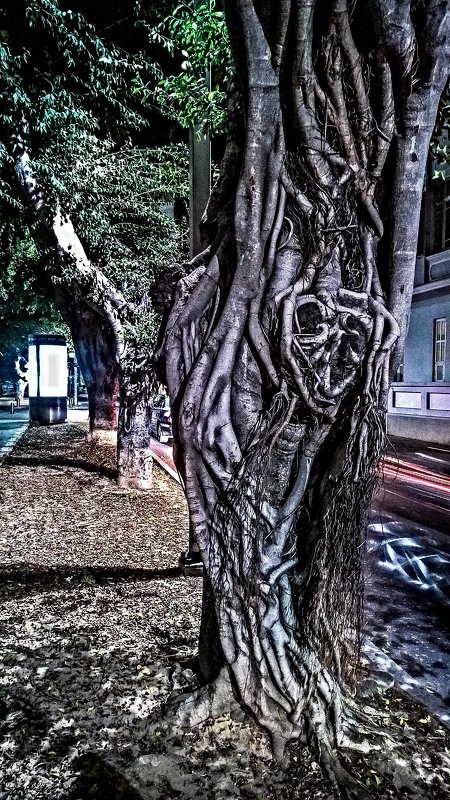 деревья на Rothschild street. Tel Aviv. - Maxim Polak