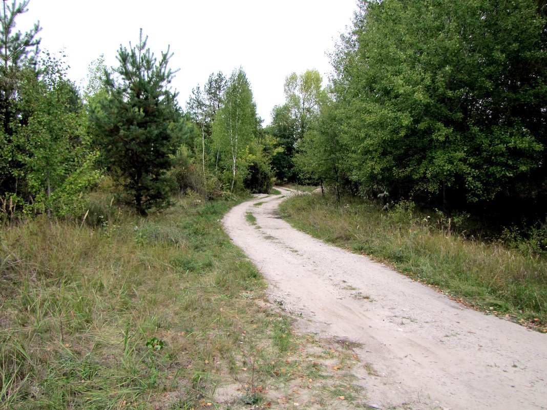 Дорога в лесу - Александр Скамо