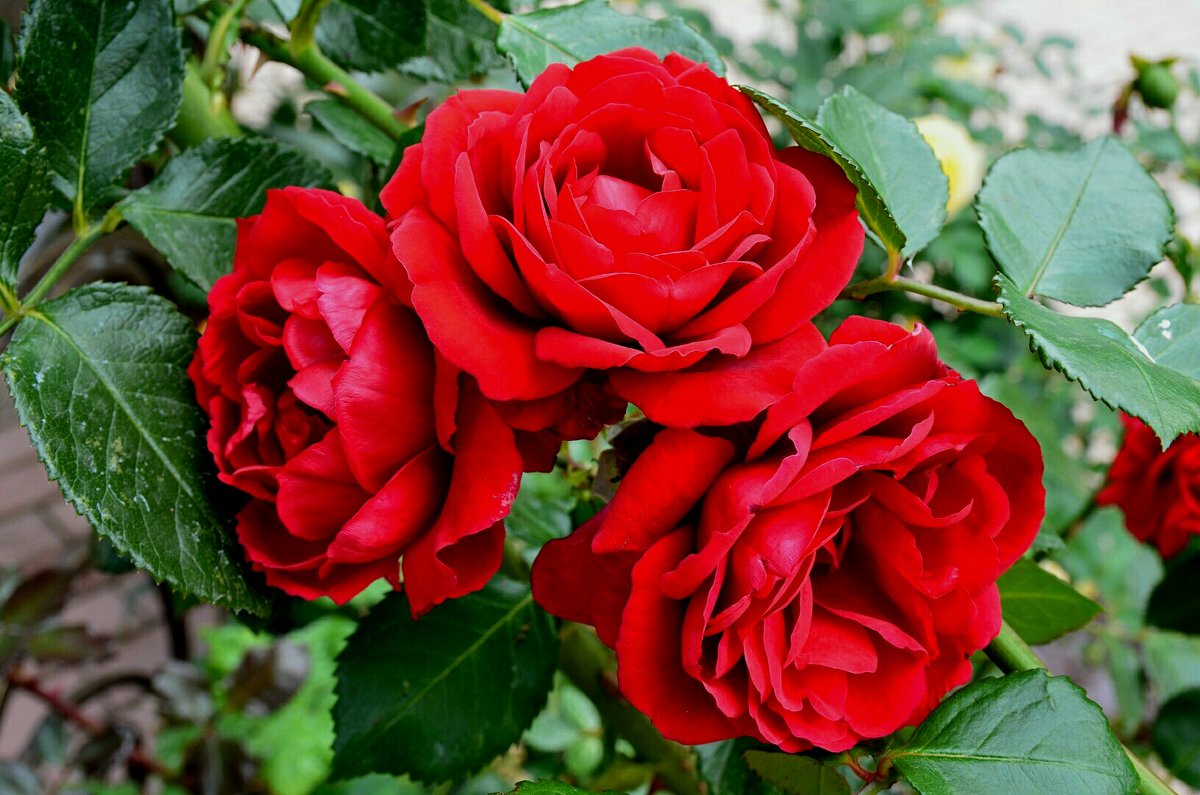 Три красных розы - Милешкин Владимир Алексеевич 
