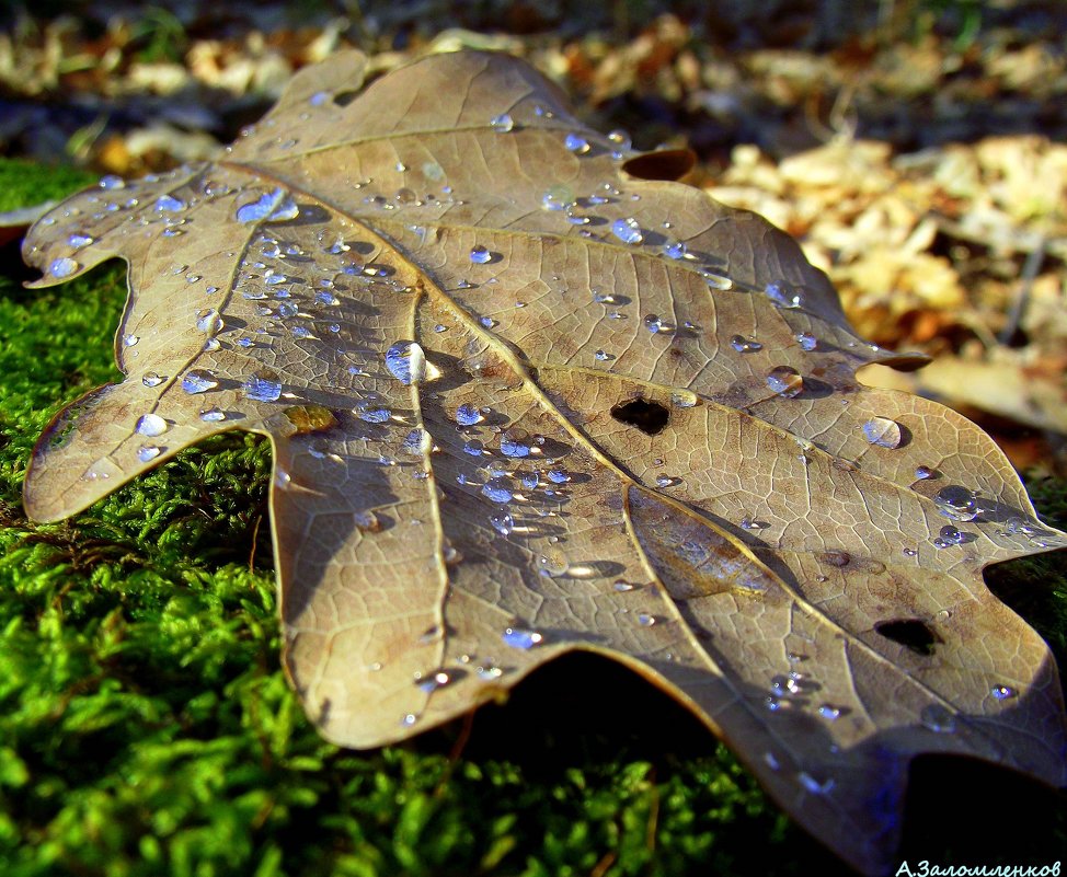Дубовый листок в серебряной росе - Андрей Заломленков