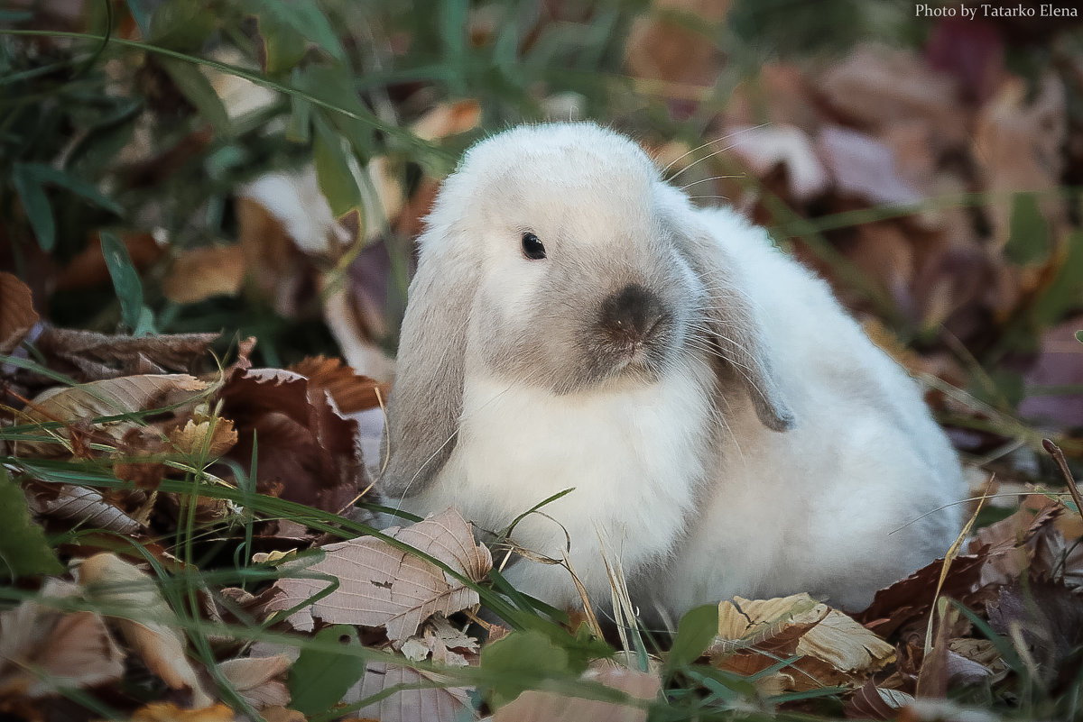 ...ФИМА. (сиамский кролик) - Elena Tatarko (фотограф)