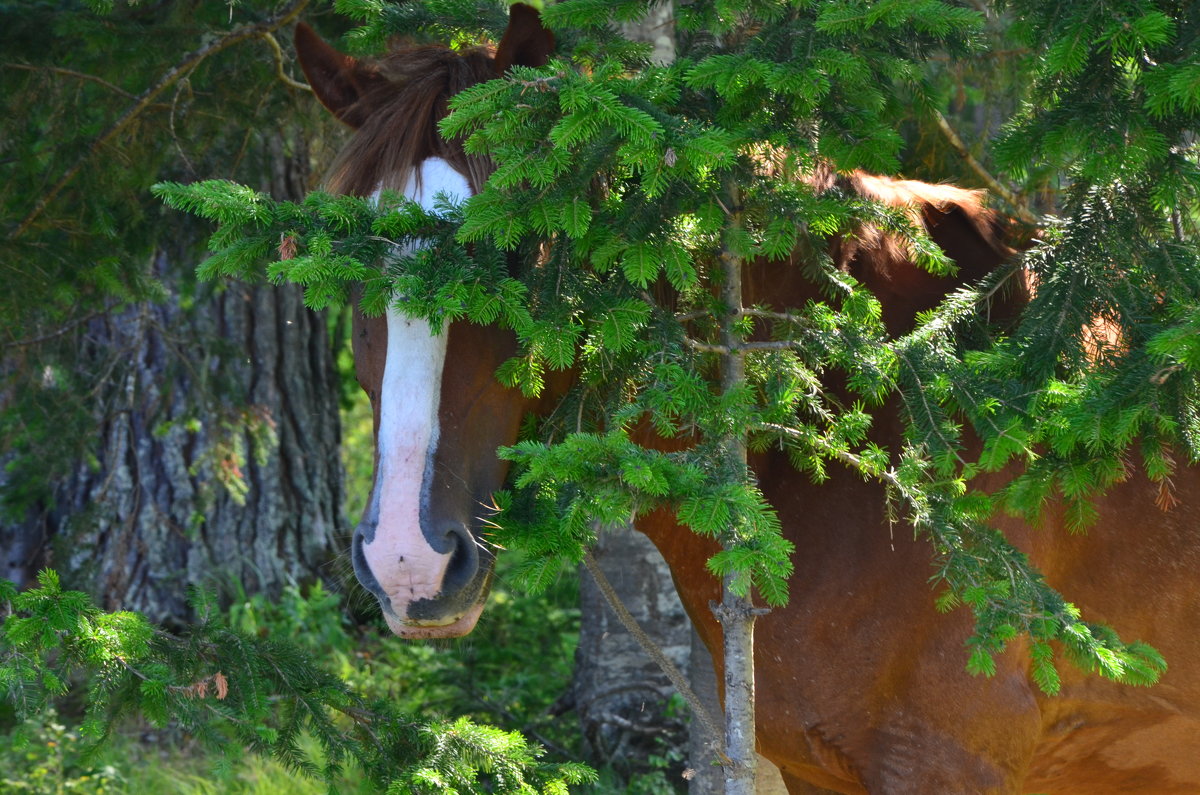 Horse in camouflage. - Николай Воробьёв 