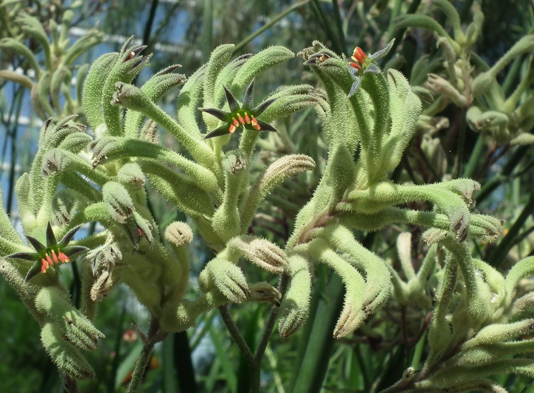 Диковинное растение анигозантос - Natalia Harries