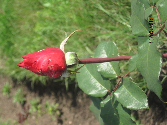 Мой сад - роза Красный Бархат - Tatyana Kuchina