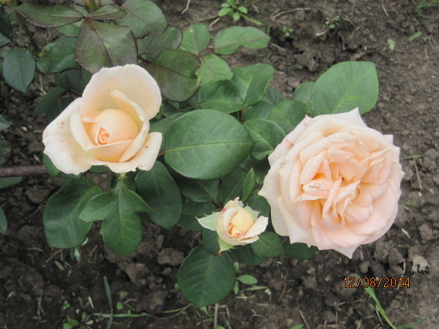 Мой сад - мои розы Кремовые Бархатные - Tatyana Kuchina