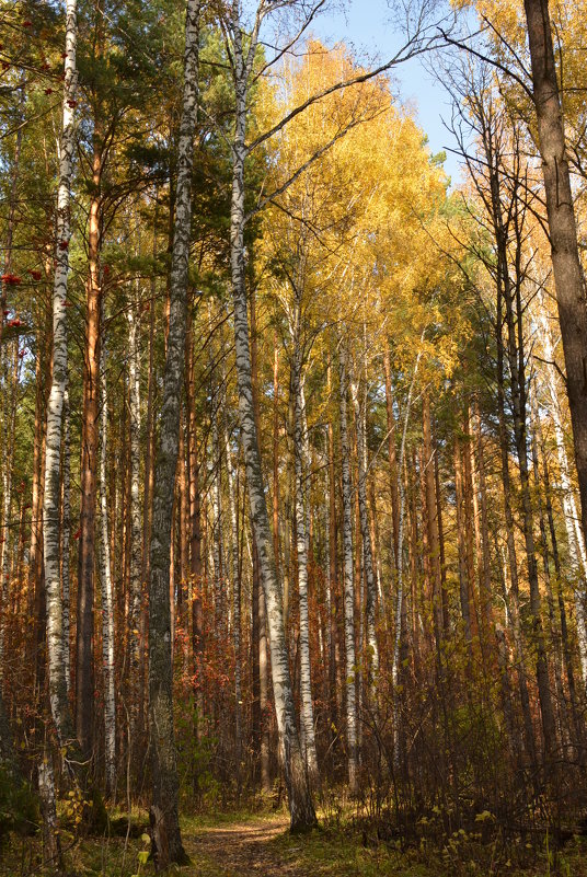 Осень - grovs 