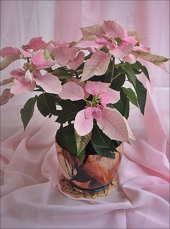 Моё розовое чудо - пуансетия - Нина Корешкова