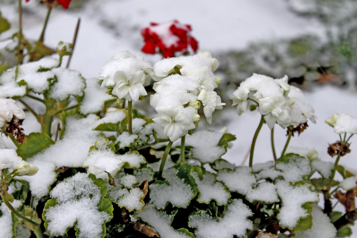 первый снег белая герань - petyxov петухов