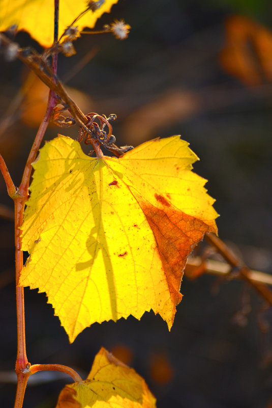Лист винограда золотой - Nina Streapan