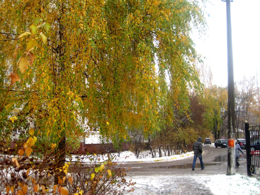 Еще деревья в своей красе, а снег уже выпал - Елена Семигина