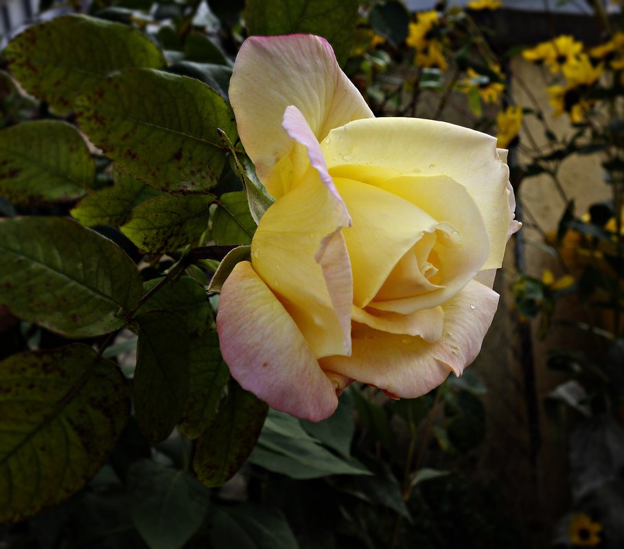 Осенняя роза - Galina Dzubina