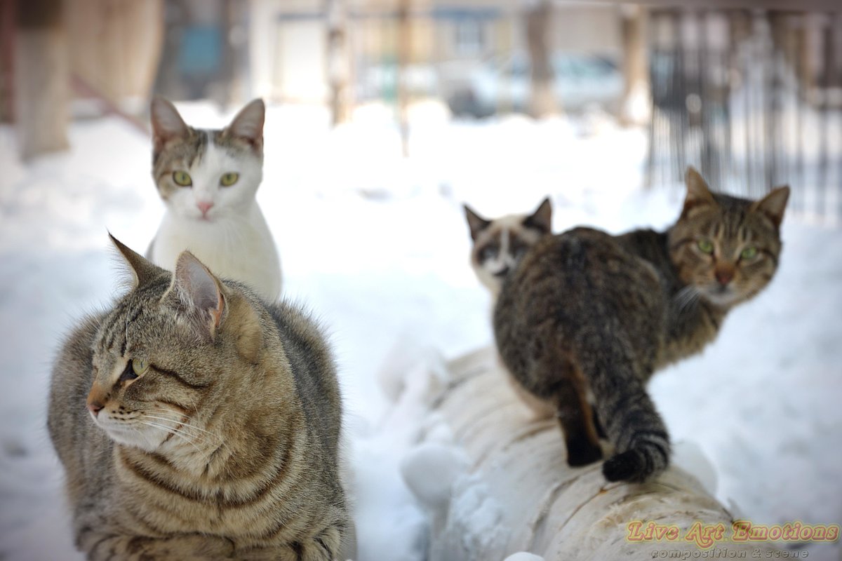 КотЭ на заседании - Евгений Стрелков