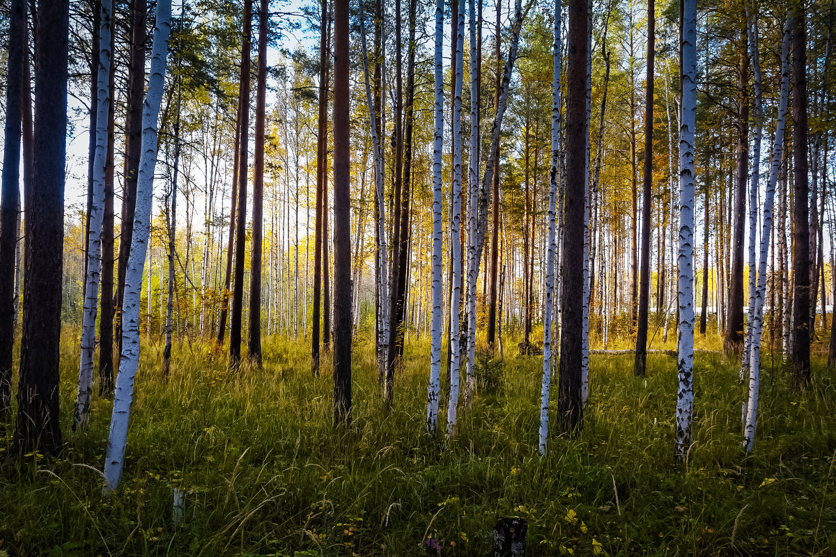 Осенний лес - Михаил Аверкиев