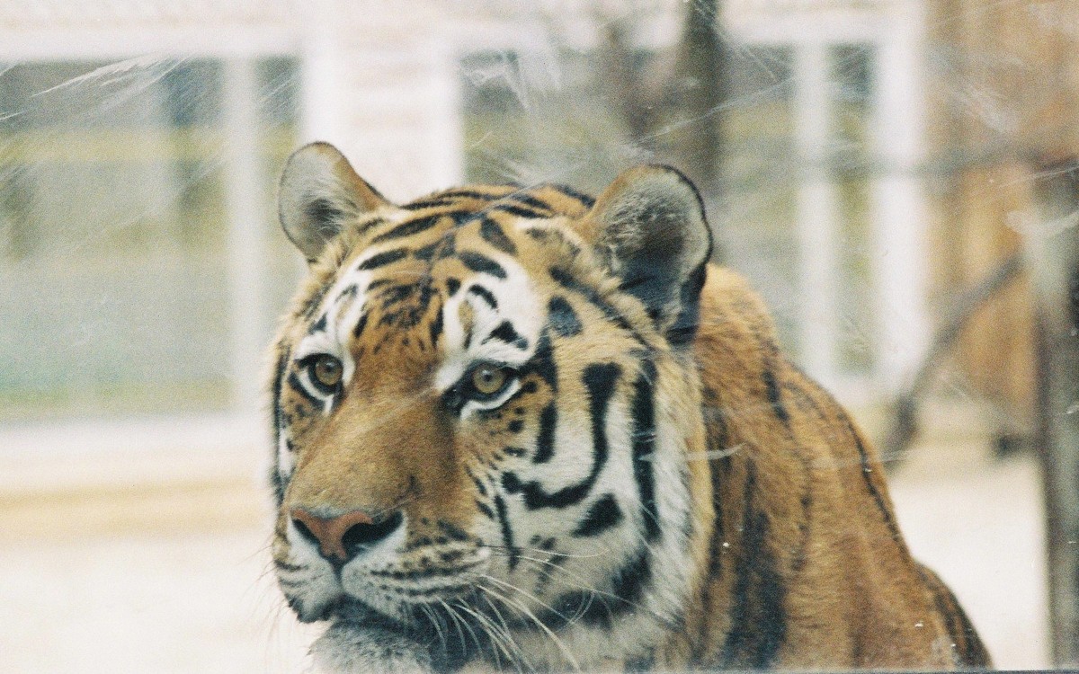 Тигра в клетке - Agnivarshi Малтыз