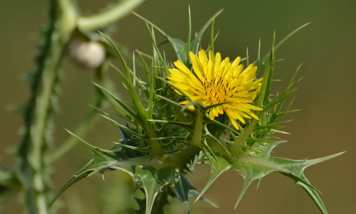 04.05.13 Scolymus maculatus – Сколимус пятнистый - Борис Ржевский