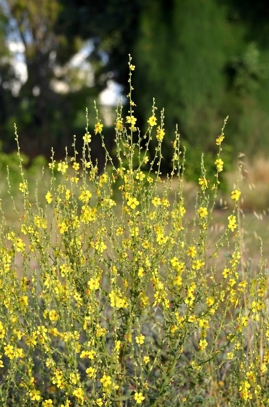 04.05.13 Verbascum sinuatum – Коровяк выемчатый - Борис Ржевский