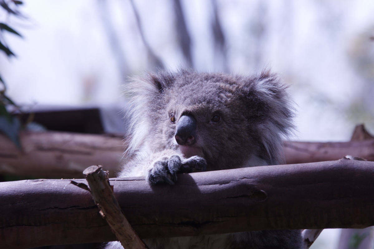 коала - piter rub