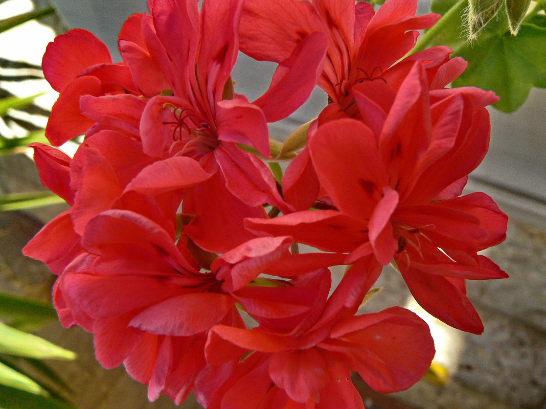 Красный цветок - Gary Snayder