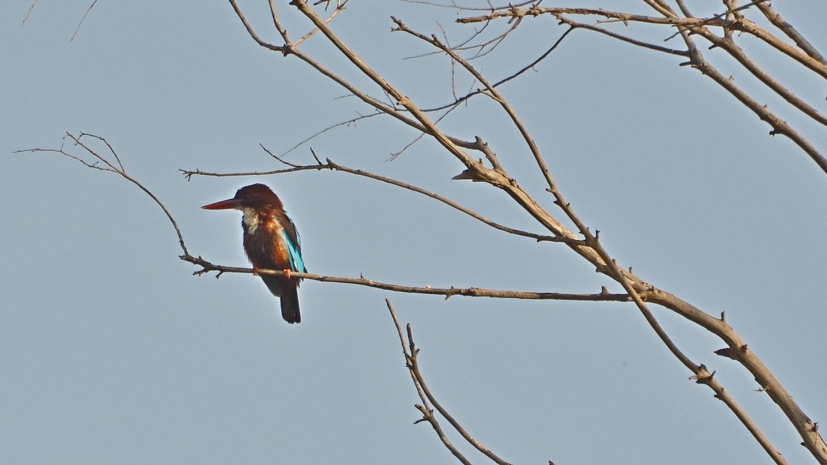 04.05.13 КРАСНОКЛЮВАЯ АЛЬЦИОНА ( Halcyon smyrnensis) Красноклювый зимородок - Борис Ржевский