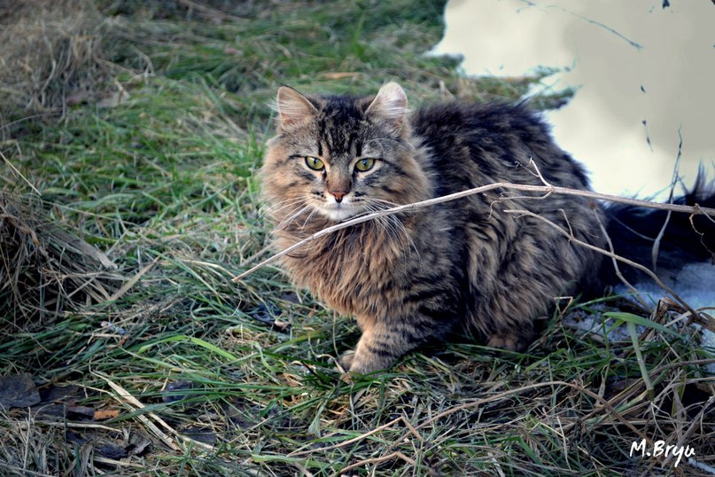 Важный котик - Mariya Bryuchova