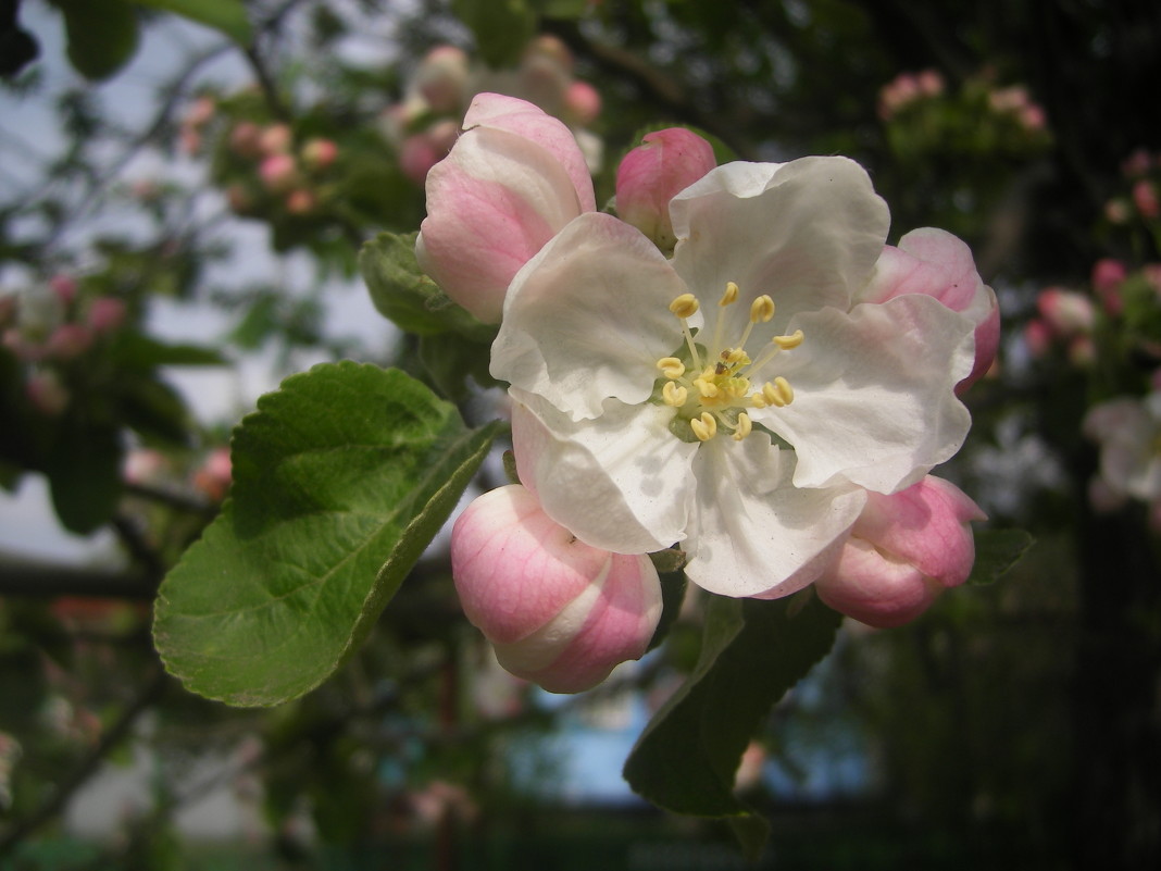расцветали яблони и груши ...(с) - Тася Тыжфотографиня