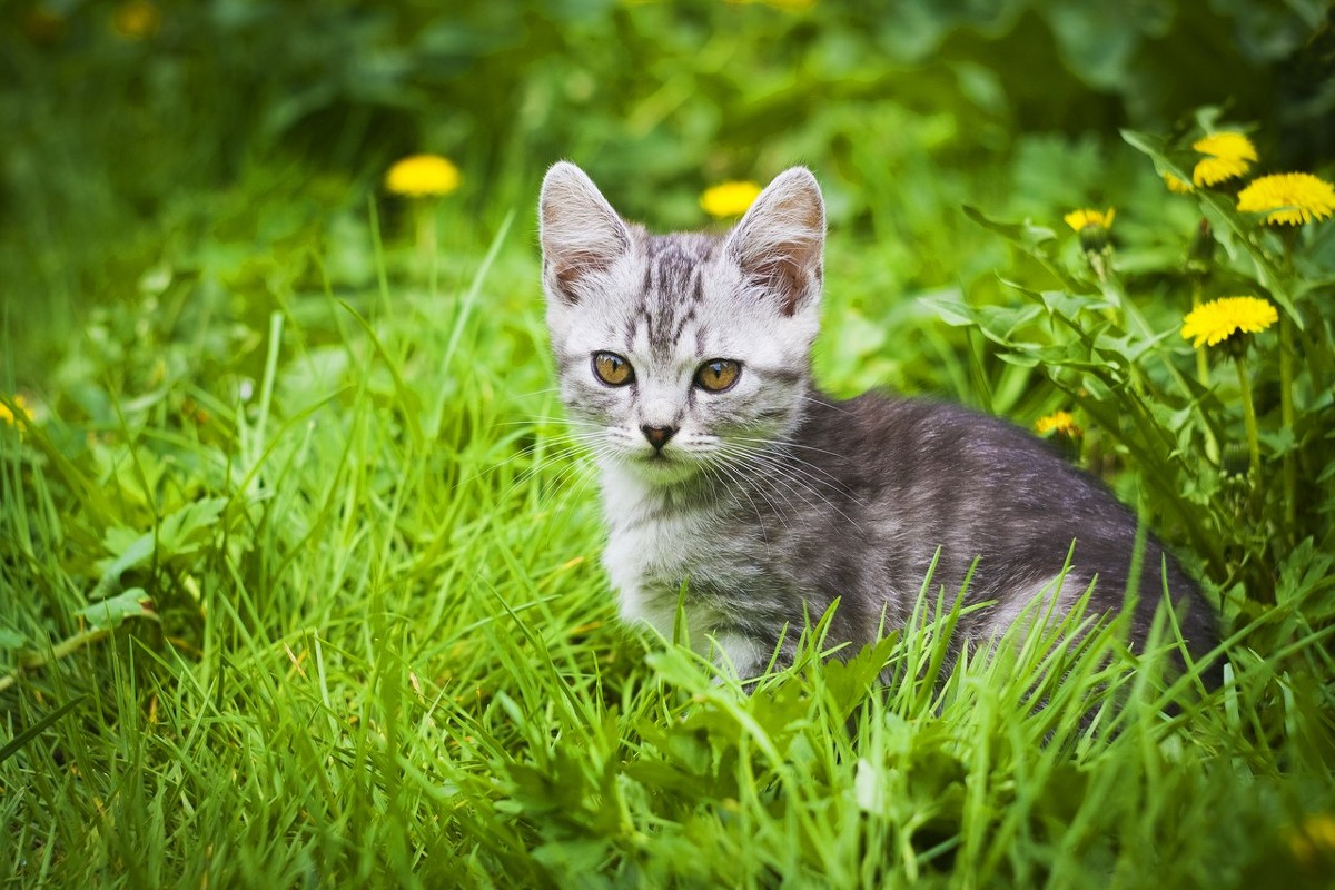 Котэ в одуванах - Марина Галанцева