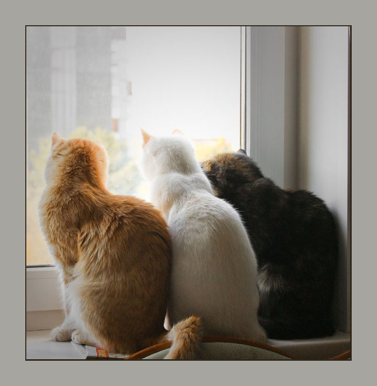 Три девицы у окна... - Татьяна Афанасьева