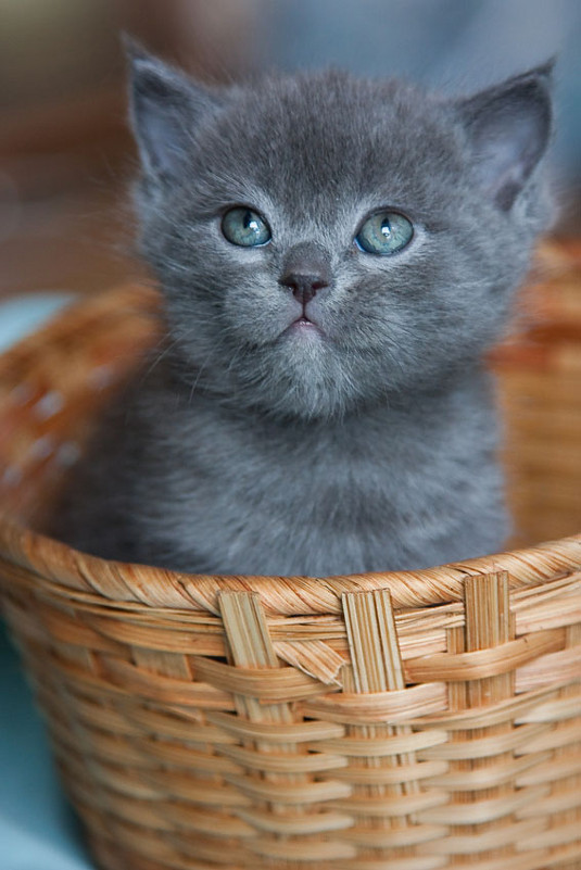 Котёнок в корзинке - Татьяна Афанасьева
