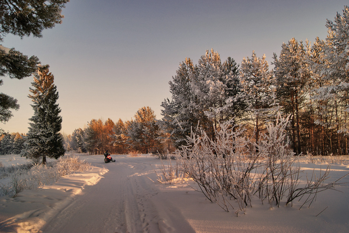 Прогулка по зимнему лесу - Наталья Гжельская