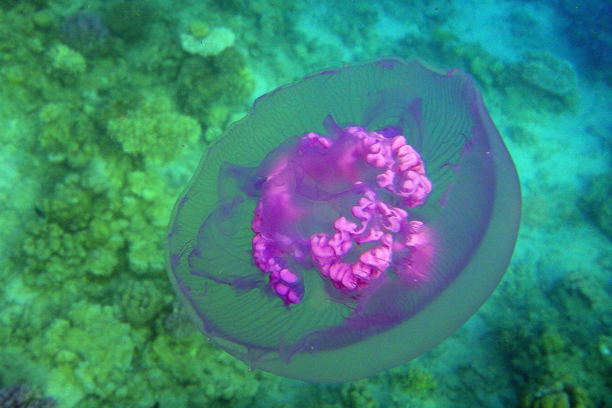 Фиолетовая медузка - Дарья Цыганок