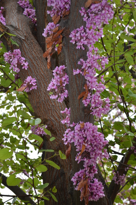 Tree - Vana Harutyunyan