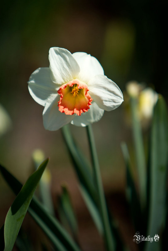 Цветы весны 3 - Виталий Латышонок