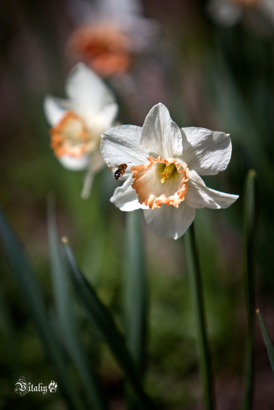 Цветы весны - Виталий Латышонок