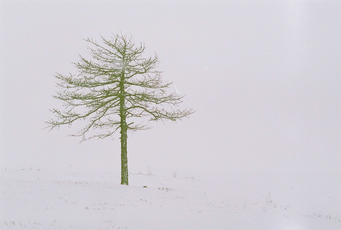 Дерево в тумане - Pavel Sidorenko