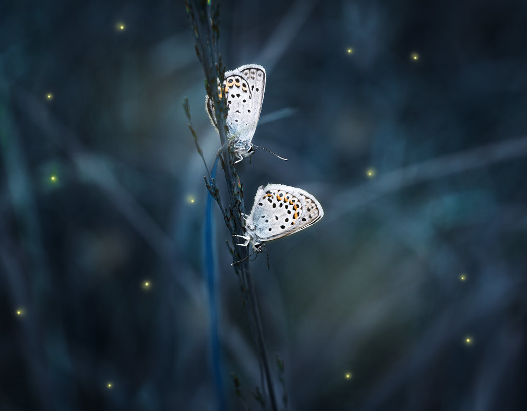 Бабочки - Veyla Vulpes