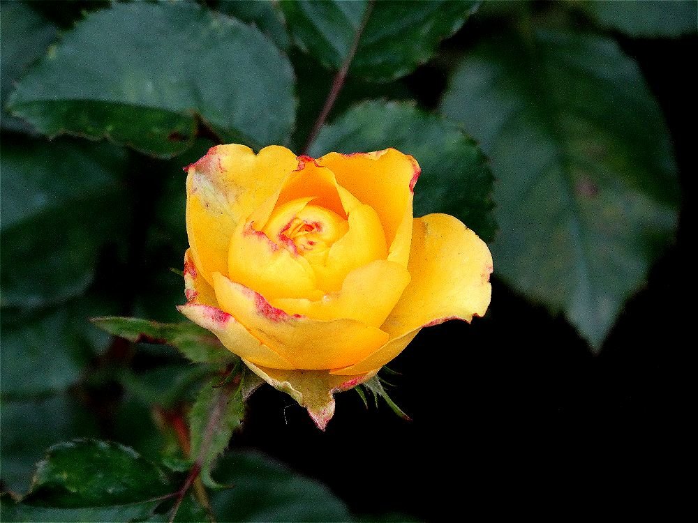 Почти жёлтая роза - Светлана Лысенко