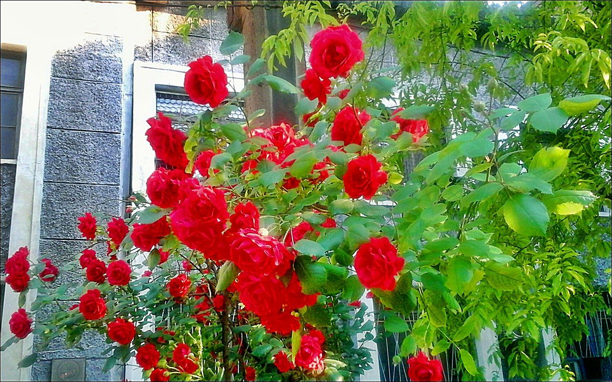 Нарядные вьющиеся розы - Нина Корешкова