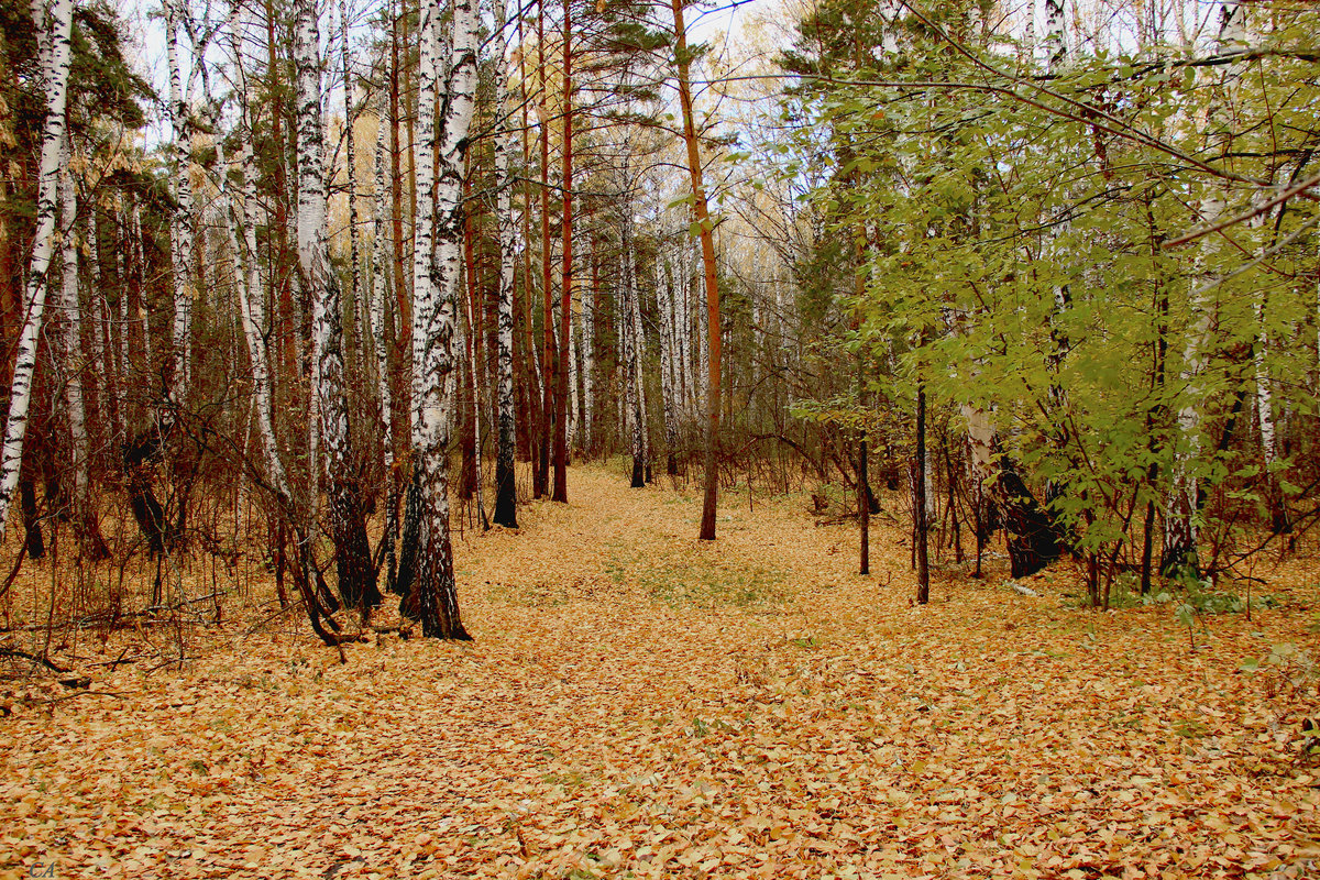 Ковёр - Александр Садовский