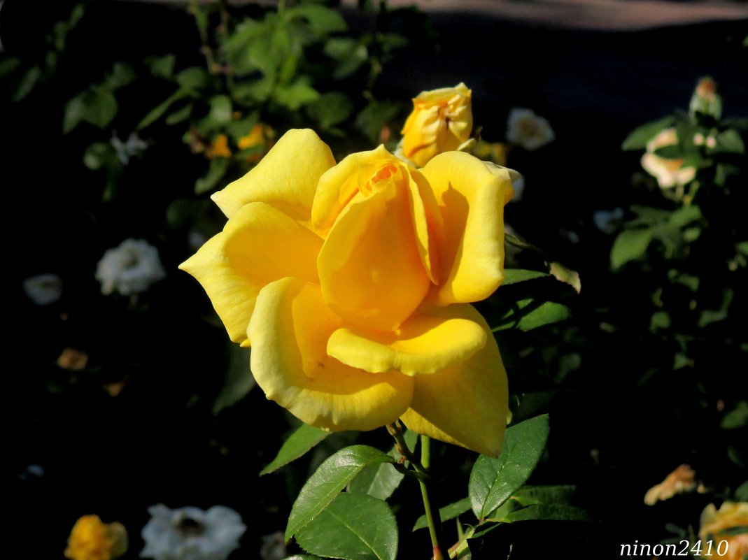 Жёлтая роза октября - Нина Бутко