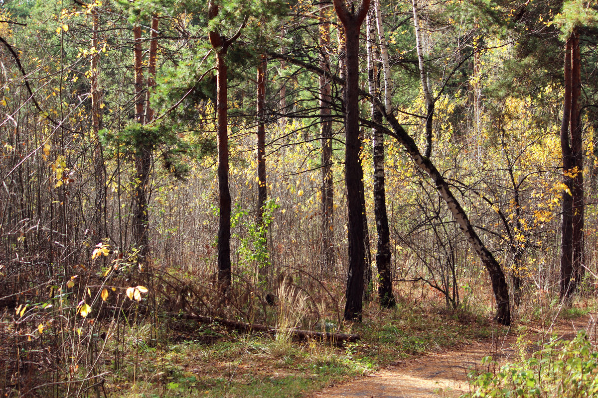 Осенний лес - Ирина 