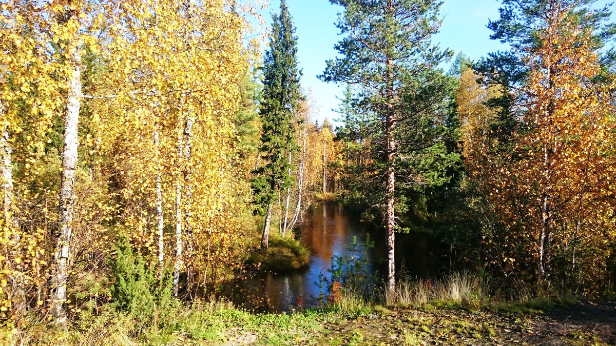 Осень в лесу - Ириsк@ 