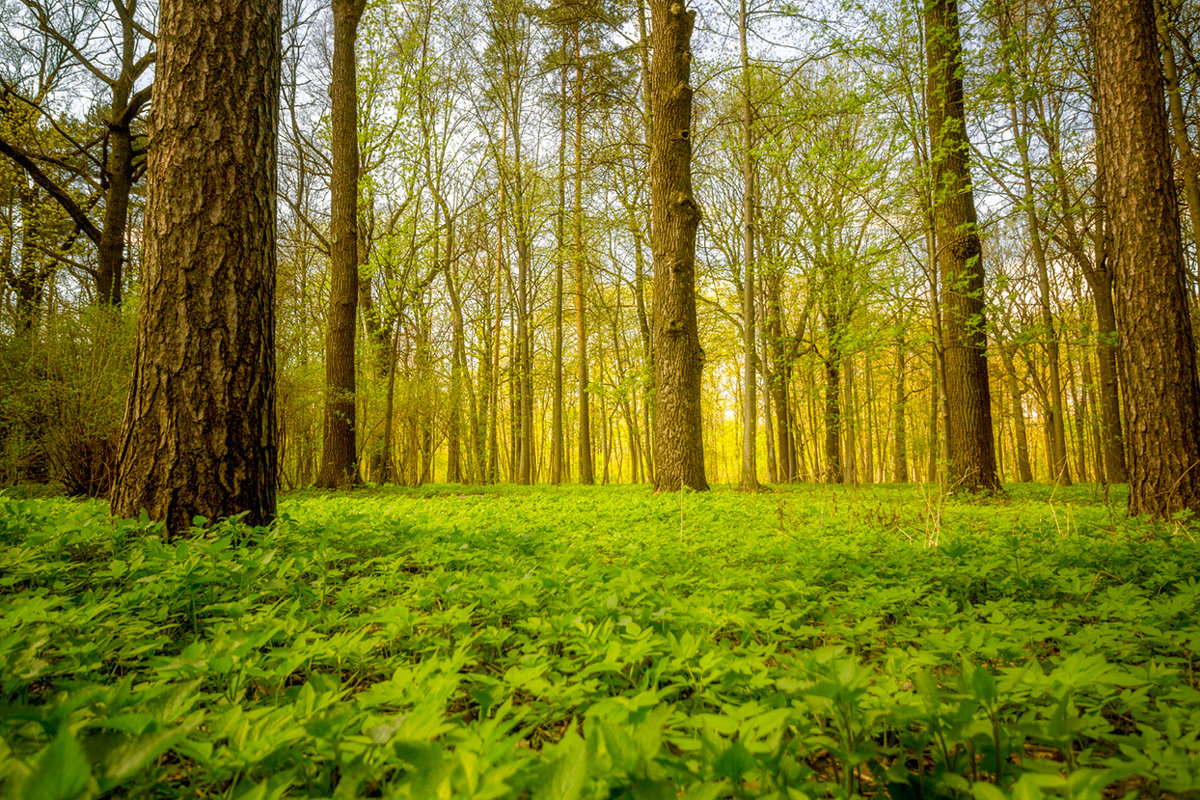 Весенний лес - Sergei Mazaev