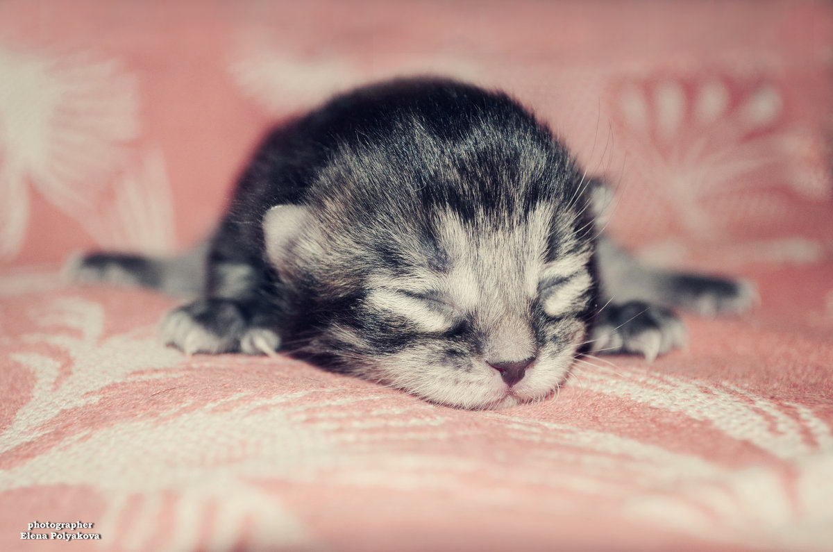 Kitten..ღღღ - Elena Polyakova