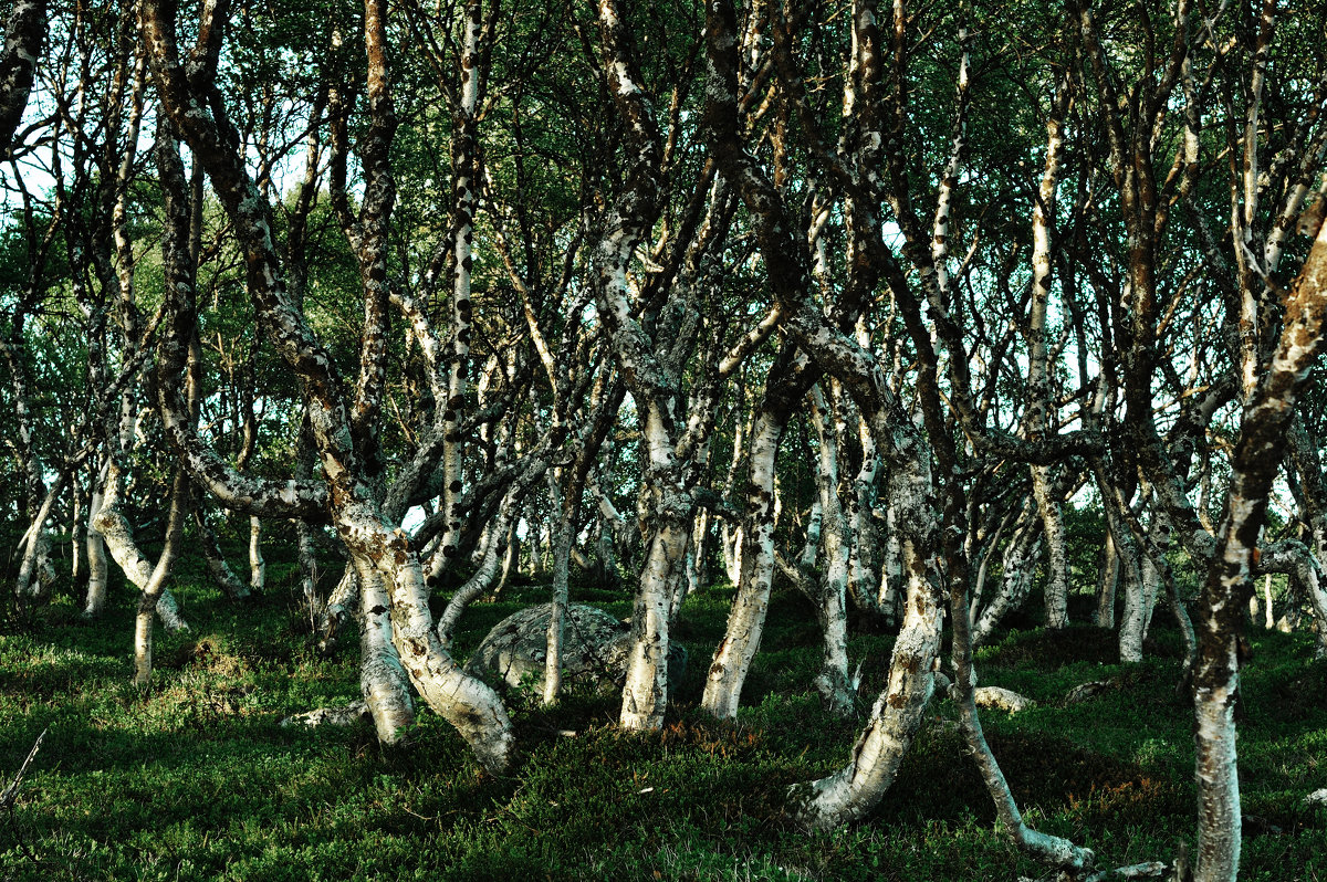 Полярные березки Polar birch trees - Юрий Воронов