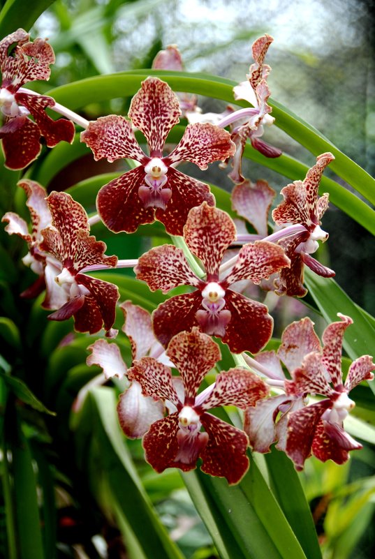 Орхидеи Шри-Ланки - Tatiana Belyatskaya