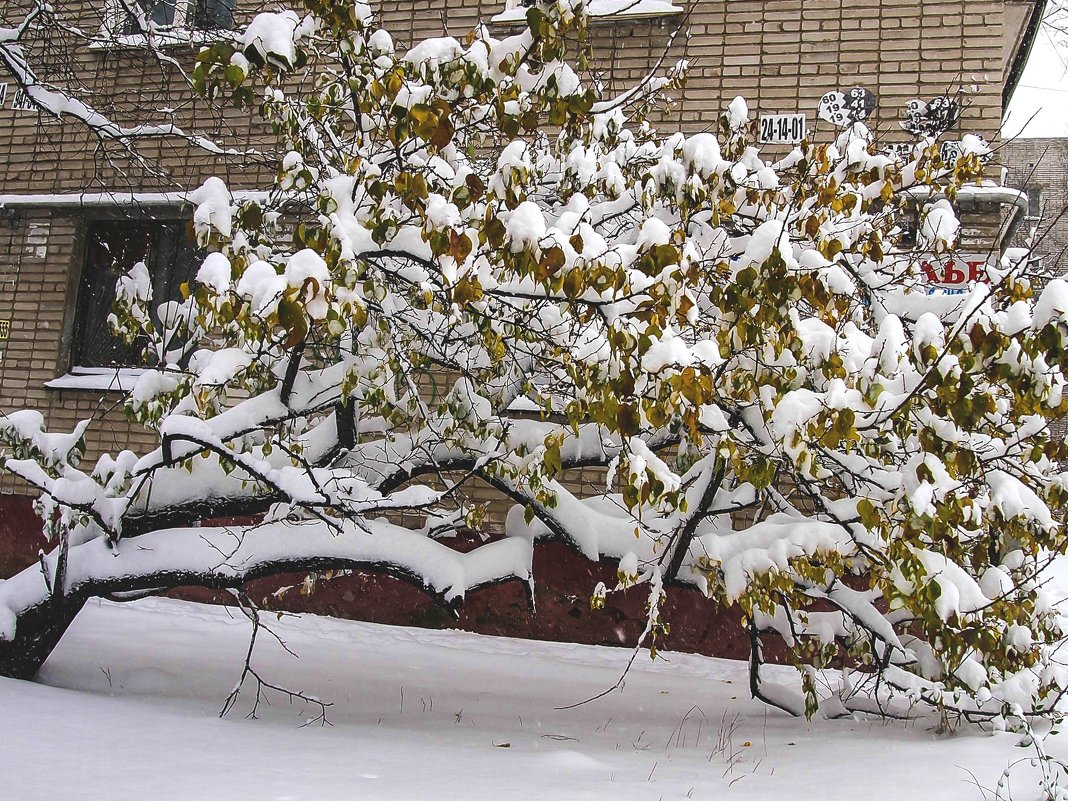 Деревья поникли от снегопада - Николай Сапегин