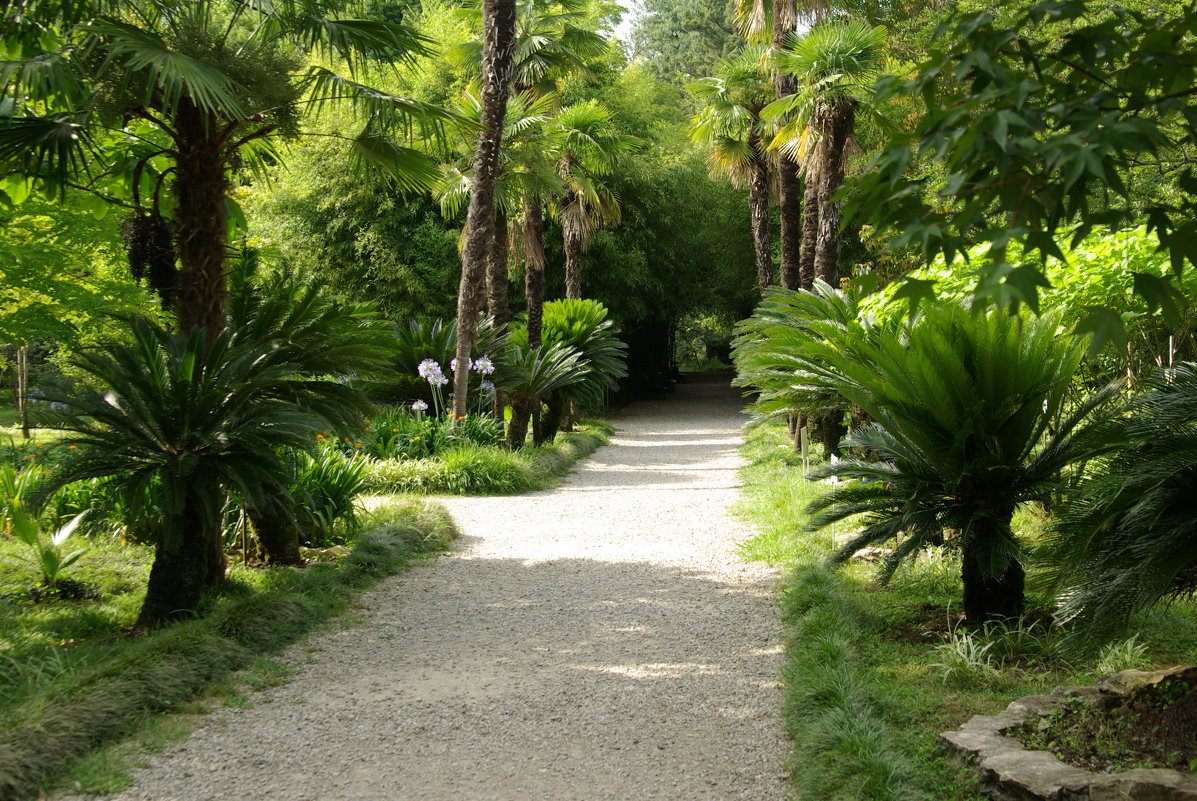 Сухумский ботанический сад - pich 