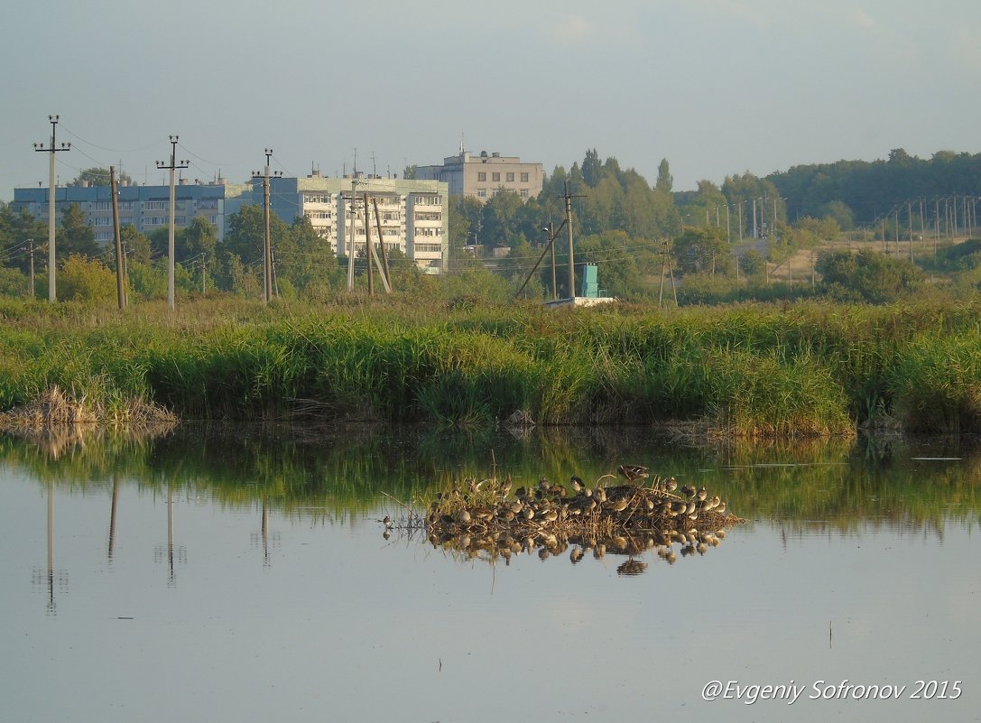 Кулики в городе... - Евгений Софронов