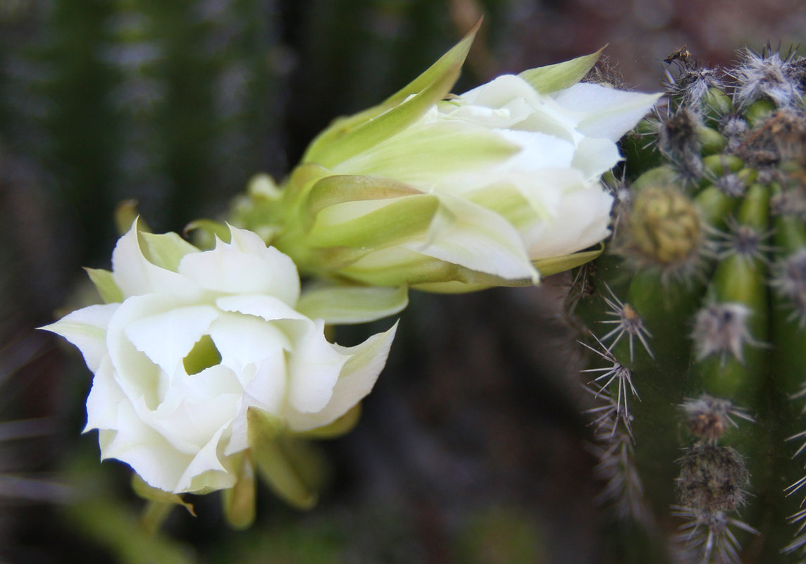 Цветки кактуса - lady-viola2014 -