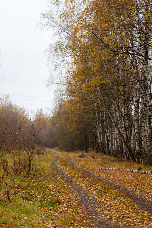 Осенний лес - Эльвира Сагдиева